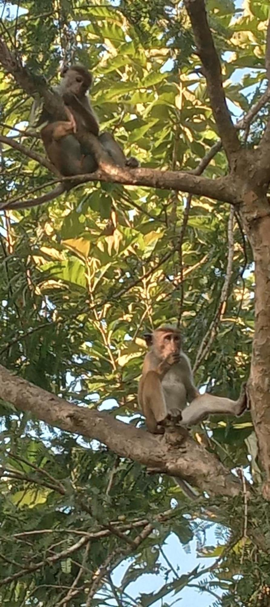 Evergreen Villa Nature Resort Anuradhapura Esterno foto