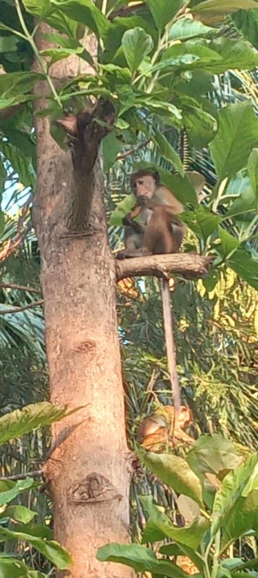 Evergreen Villa Nature Resort Anuradhapura Esterno foto