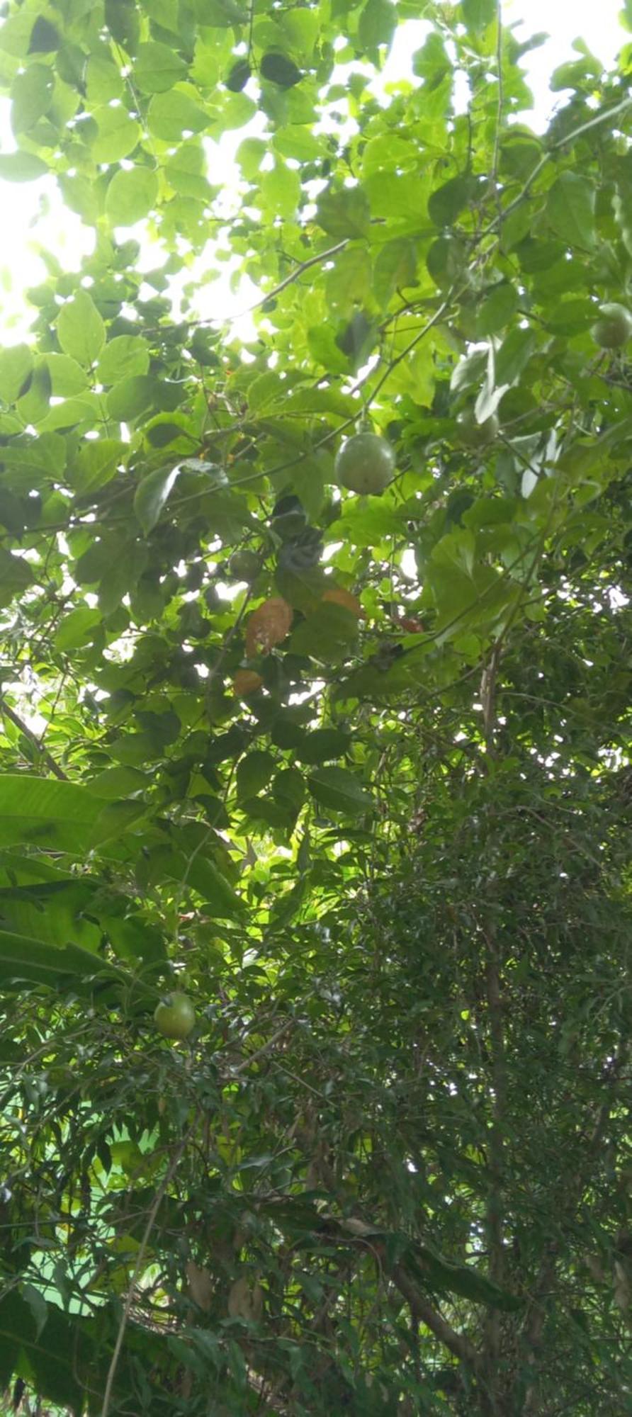 Evergreen Villa Nature Resort Anuradhapura Esterno foto