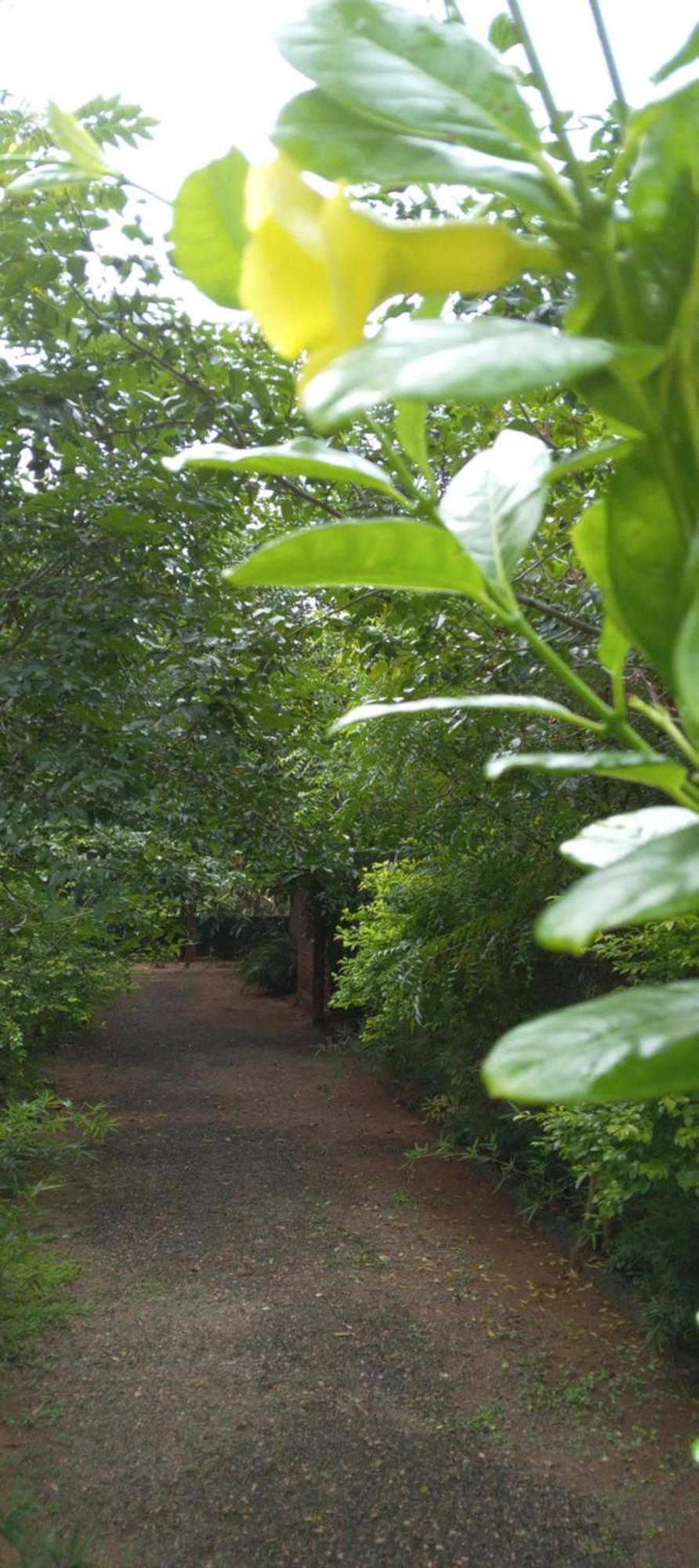 Evergreen Villa Nature Resort Anuradhapura Esterno foto
