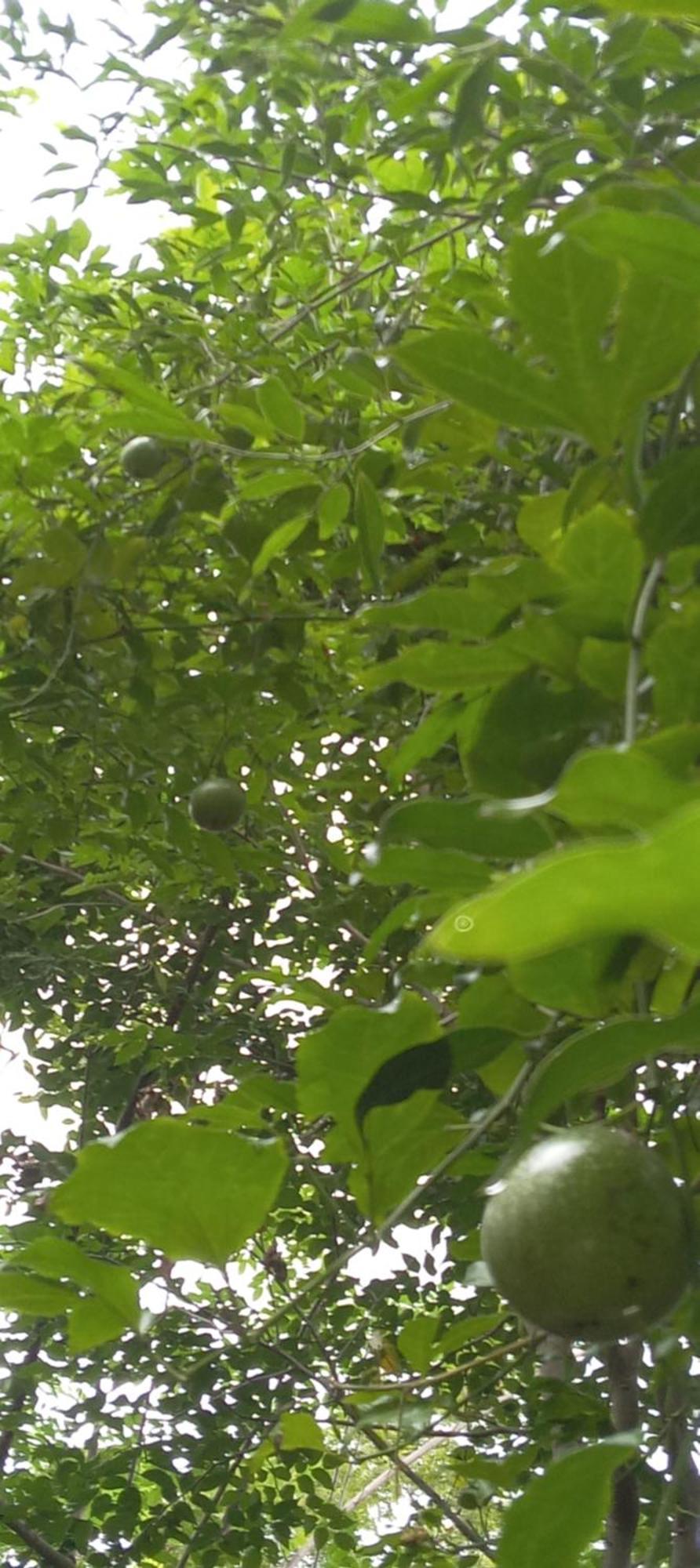 Evergreen Villa Nature Resort Anuradhapura Esterno foto