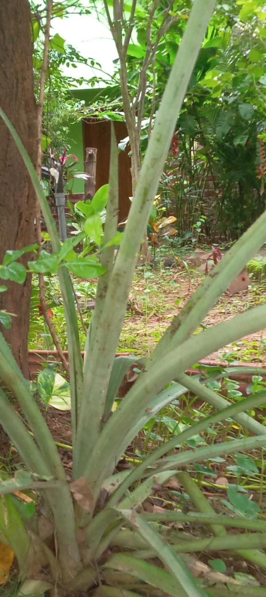 Evergreen Villa Nature Resort Anuradhapura Esterno foto