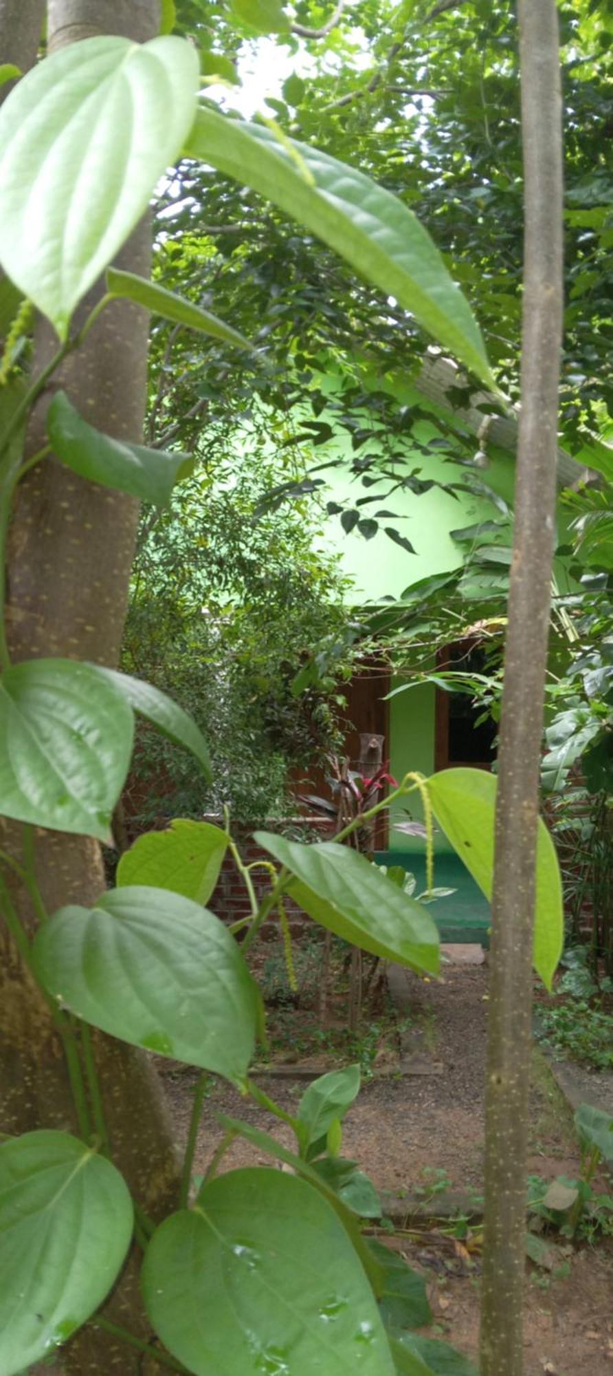 Evergreen Villa Nature Resort Anuradhapura Esterno foto