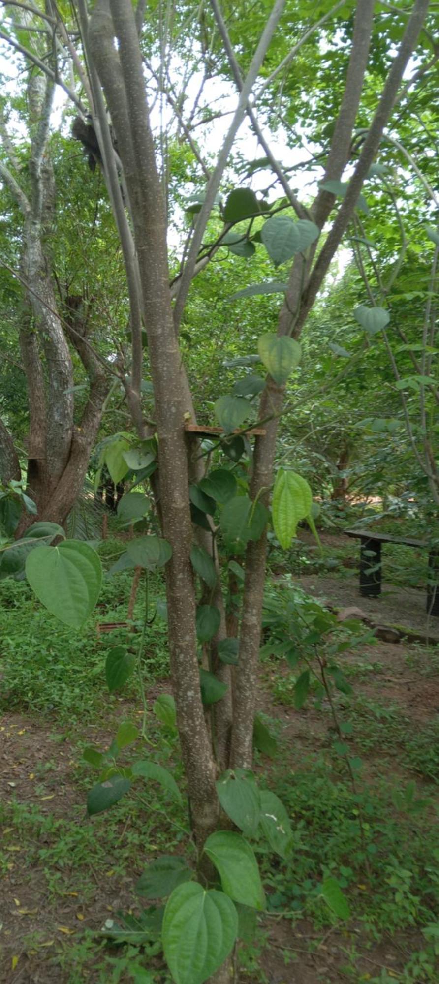 Evergreen Villa Nature Resort Anuradhapura Esterno foto