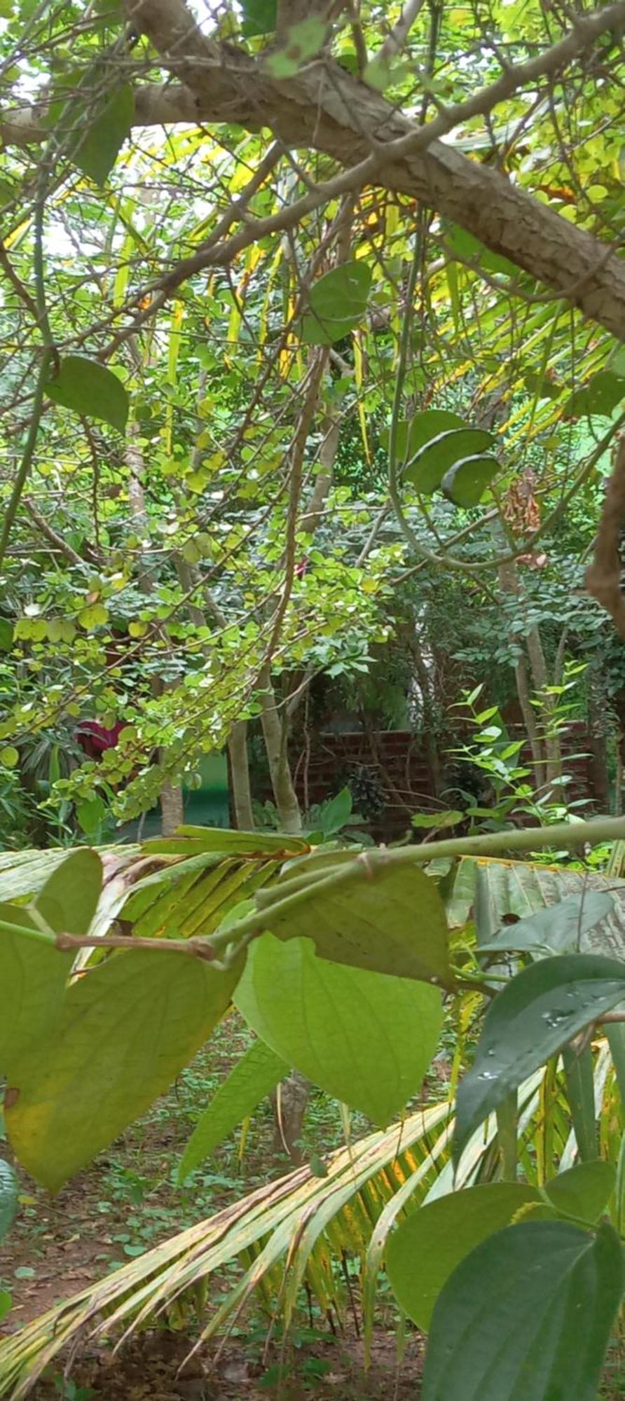 Evergreen Villa Nature Resort Anuradhapura Esterno foto