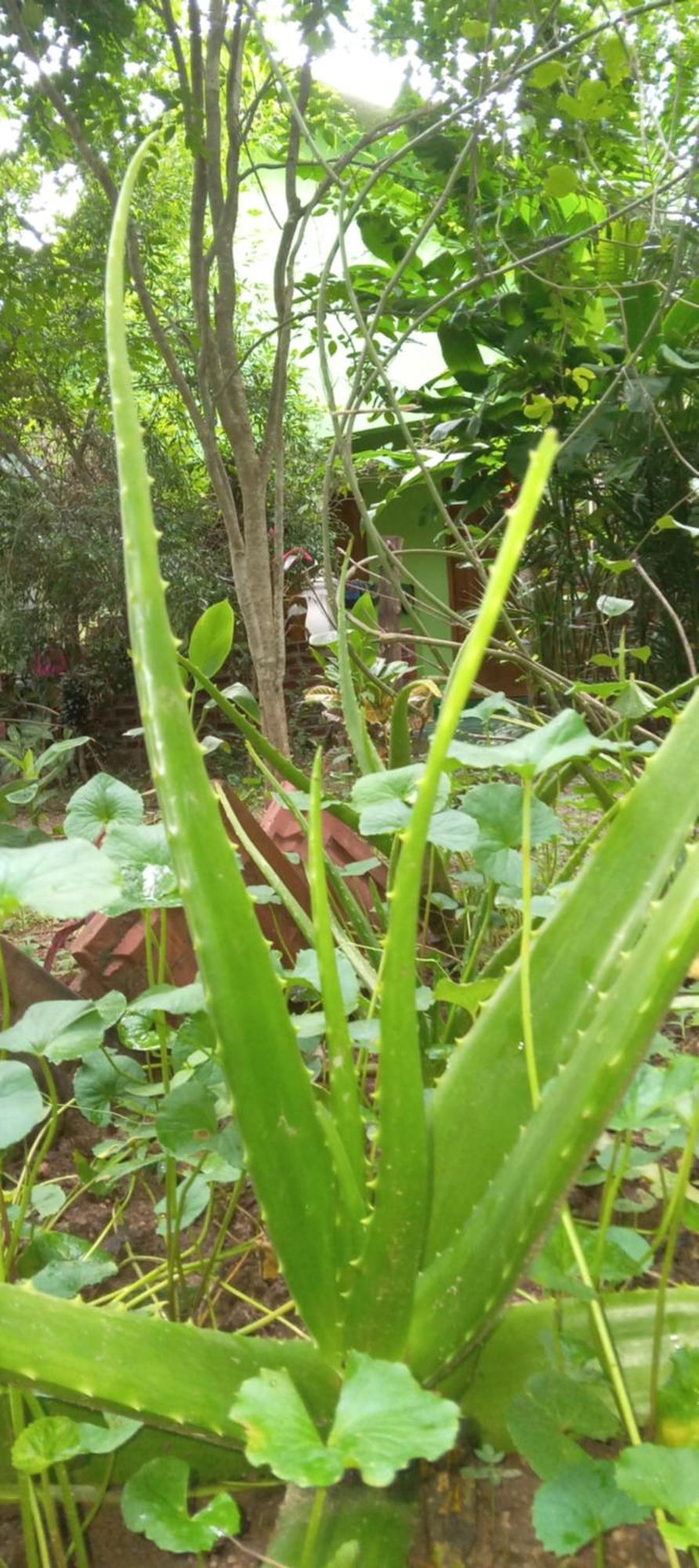 Evergreen Villa Nature Resort Anuradhapura Esterno foto