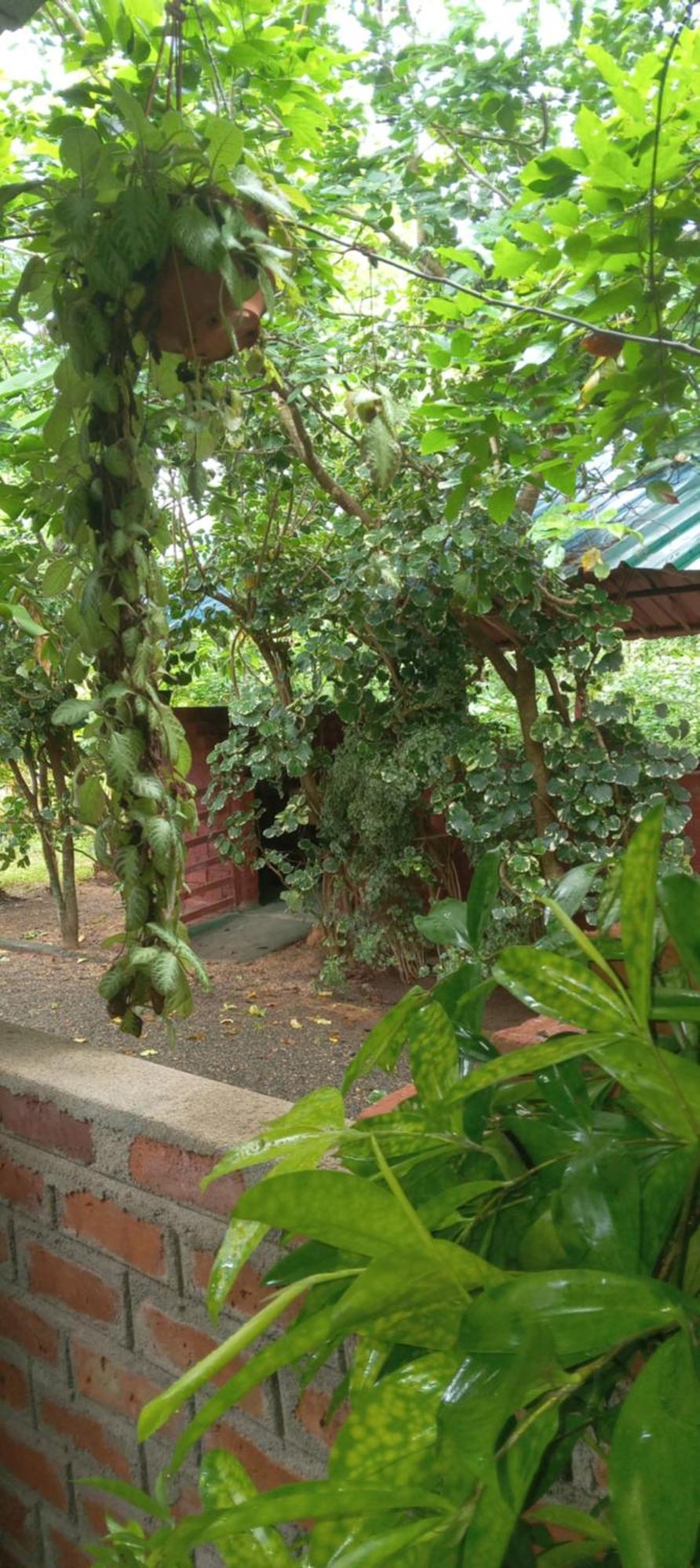 Evergreen Villa Nature Resort Anuradhapura Esterno foto