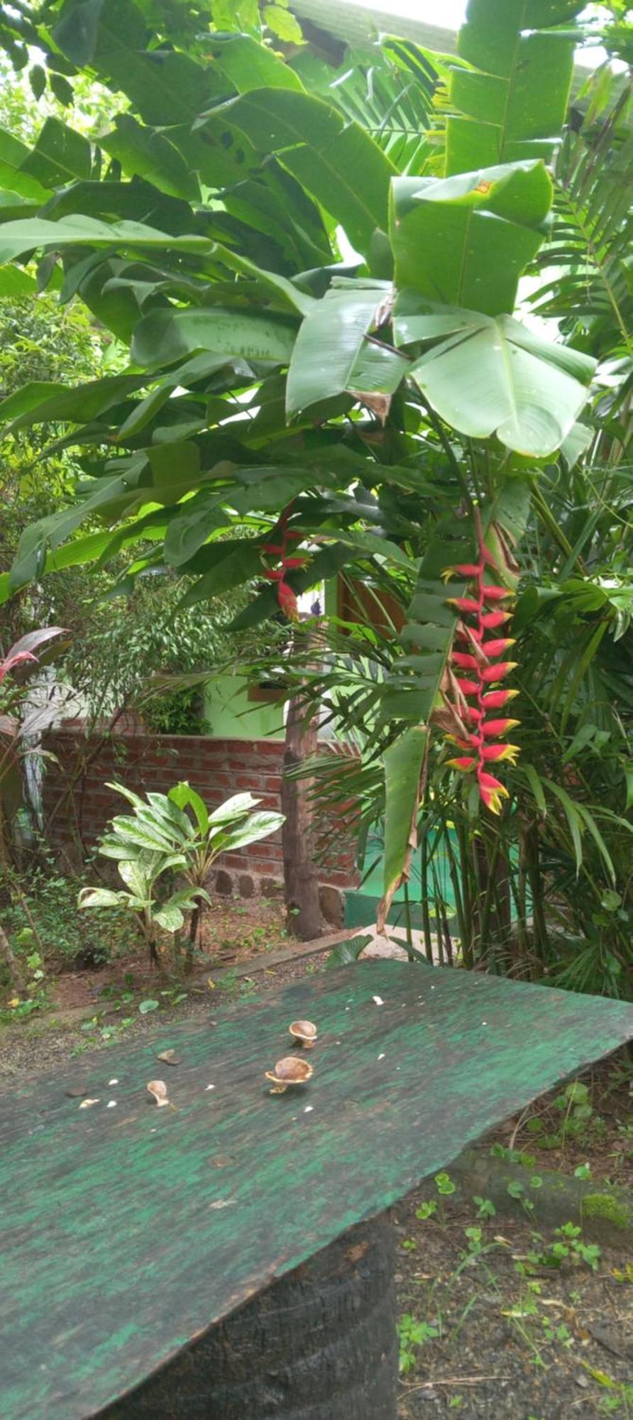 Evergreen Villa Nature Resort Anuradhapura Esterno foto