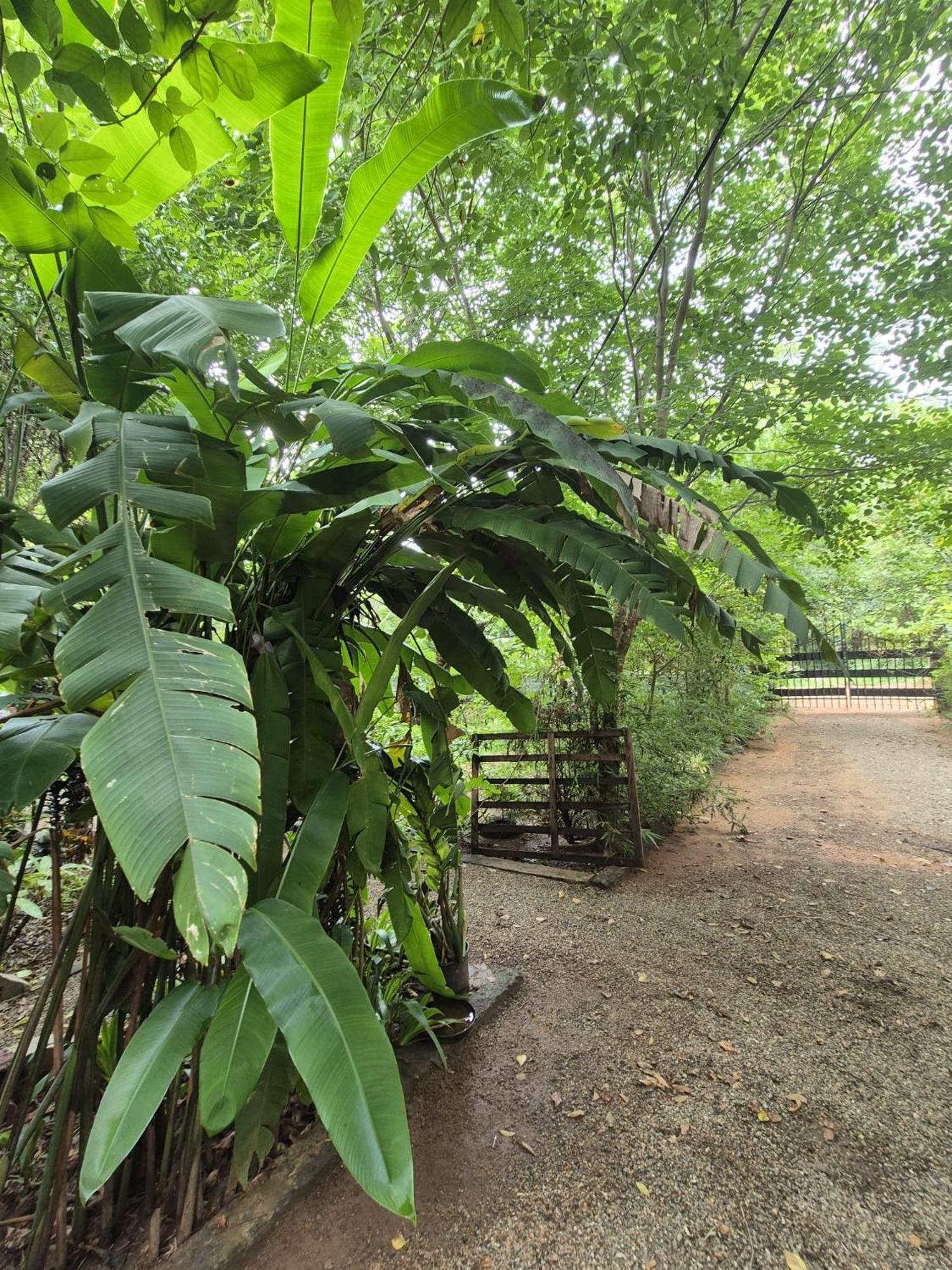 Evergreen Villa Nature Resort Anuradhapura Esterno foto
