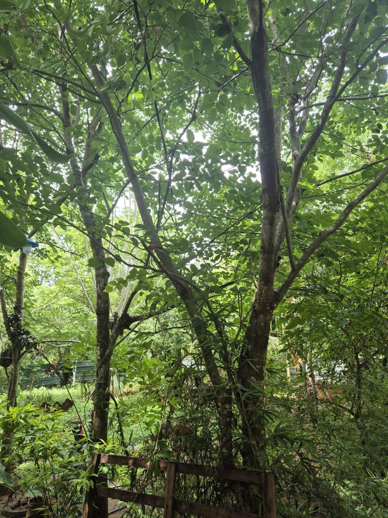 Evergreen Villa Nature Resort Anuradhapura Esterno foto